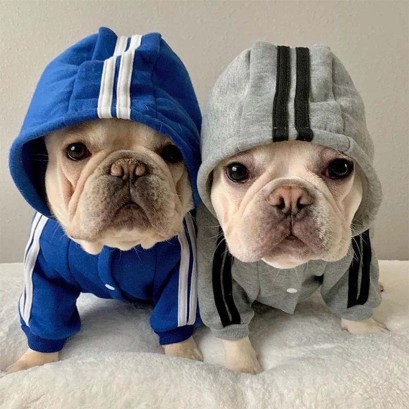 Adidog, roupas para cães.