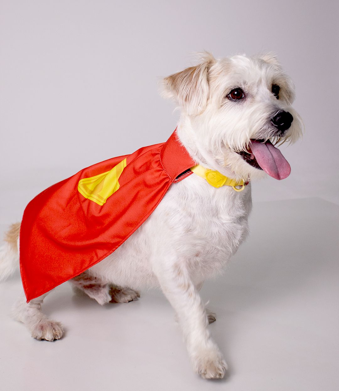 KIT Krypto (coleira, Capa e Pingente)